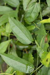 Tiliacora triandra Fresh Bamboo grass or Bai Ya Nang Leaves has medicinal properties and is high in chlorophyll