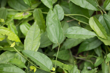 Tiliacora triandra Fresh Bamboo grass or Bai Ya Nang Leaves has medicinal properties and is high...