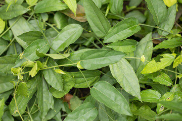 Tiliacora triandra Fresh Bamboo grass or Bai Ya Nang Leaves has medicinal properties and is high in chlorophyll