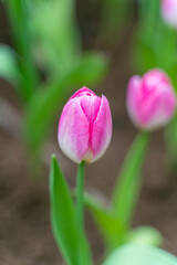 pink tulip