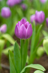 purple tulips