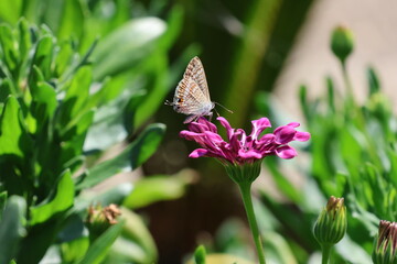 Farfalla su fiore