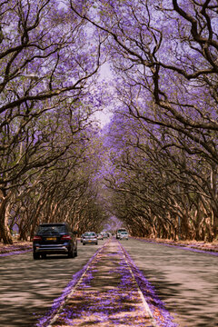 the jacaranda avenue at Harare, Zimbabwe