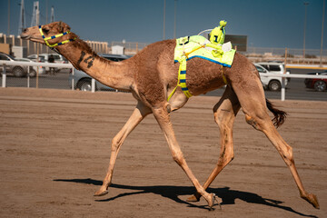 This Camel Got Confused And Ran Back to the Start, , Doha Qatar
