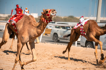 Racing Camel Frothing at the Mouth, Doha Qatar