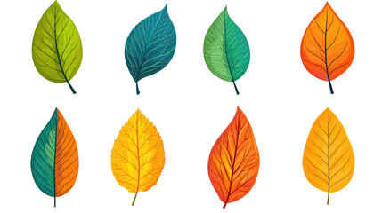 Fototapeta premium set of flat design leaf isolated