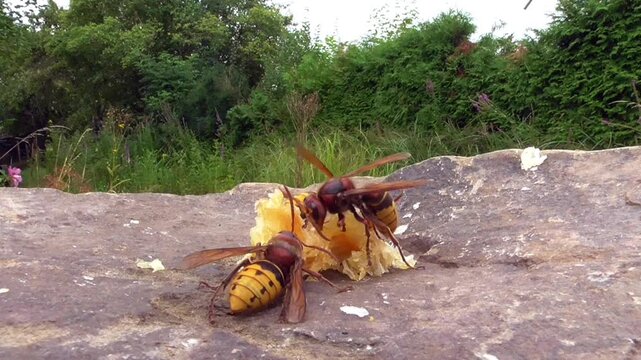 Hornissen (Vespa cabro) und Honigbienen
