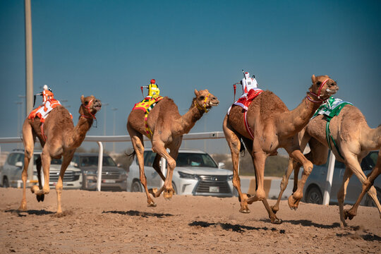 Racing Camels Driven By Robot Jockeys, Doha Qatar