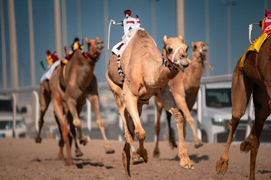 Camel Racing With Robot Jockey, Doha Qatar