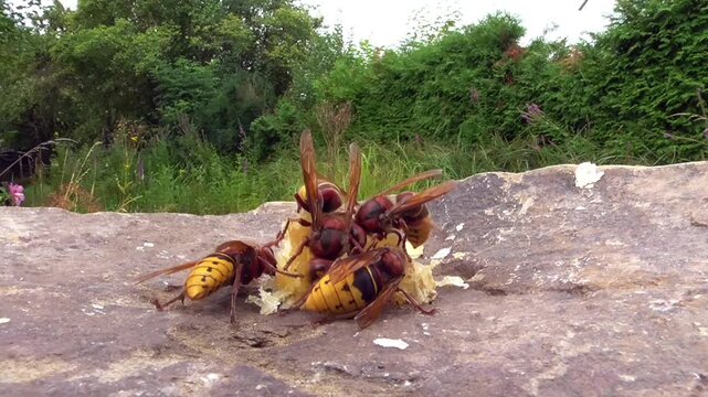 Hornissen (Vespa cabro) und Honigbienen