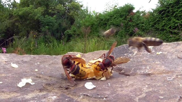 Hornissen (Vespa cabro) und Honigbienen