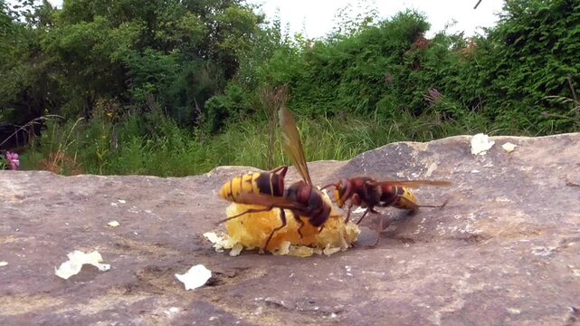 Hornissen (Vespa cabro) und Honigbienen