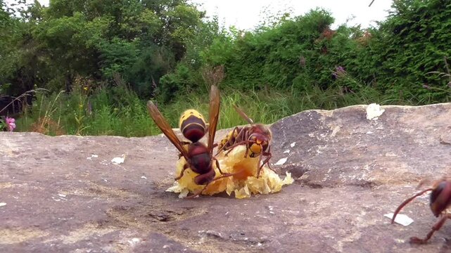 Hornissen (Vespa cabro) und Honigbienen