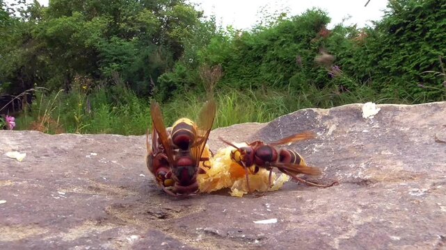 Hornissen (Vespa cabro) und Honigbienen