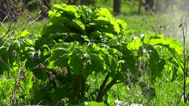 Borschivik (Heracleum) is plant of umbrella family against background of green grass. Large beautiful green leaf covers everything growing under it. 
