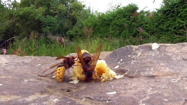 Hornissen (Vespa cabro) und Honigbienen