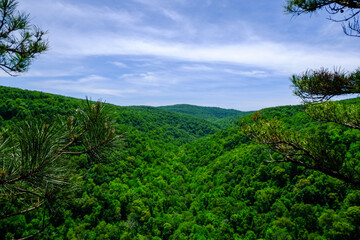 forest and sky