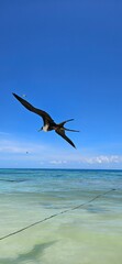 Close up of a seagull flying in the sky in the Caribbean sea.