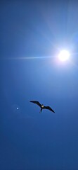 Pelican flying in the sky. Sun shining. Blue background.