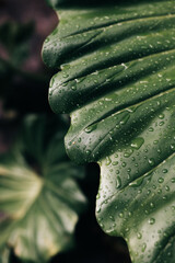 water drops on a leaf