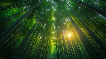 A captivating view of Arashiyama Bamboo Grove, sunlight filtering through the dense bamboo, creating a tranquil and serene atmosphere, vibrant green hues, high detail, hd quality, natural look.