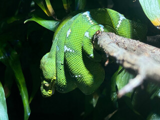 樹上でとぐろを巻くエメラルドツリーボア