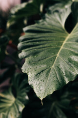 close up of leaf
