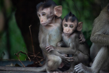 Fototapeta premium 可愛いサル