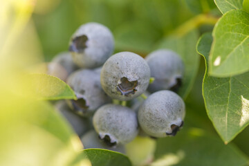 Blueberry bush with large berries in the garden on a sunny day