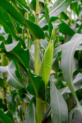 Close up of corn cobs growing on stalks in a green field, Cob of corn growing in corn field