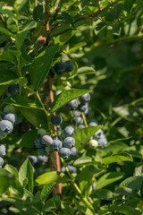 Blueberry bush with large berries in the garden on a sunny day