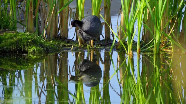 Video series of American Coot families on a lush Canadian lake in summer. Captures nesting, feeding, and chicks exploring the water. Perfect for nature and wildlife projects.