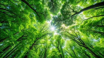Looking up at the lush green canopy of the forest