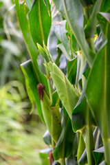 Close up of corn cobs growing on stalks in a green field, Cob of corn growing in corn field