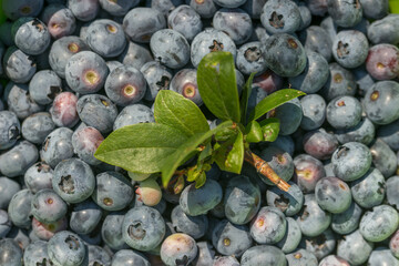 Blueberry bush with large berries in the garden on a sunny day