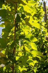 Waboomskraal in the Outeniqua Mountains Hops farms and fynbos, floral kingdom in South Africa.