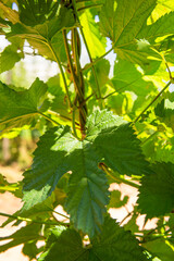 Waboomskraal in the Outeniqua Mountains Hops farms and fynbos, floral kingdom in South Africa.