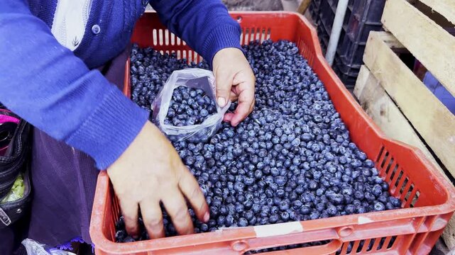 Video de comercio de ar&aacute;ndanos en Per&uacute;, ar&aacute;ndanos de invernaderos de la sierra peruana