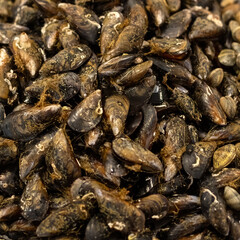Fresh raw Mussels at a market in Spain