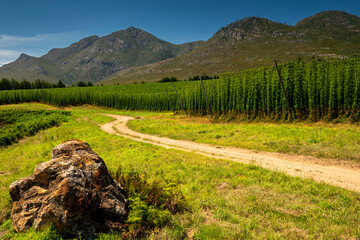 Obraz premium Waboomskraal in the Outeniqua Mountains Hops farms and fynbos, floral kingdom in South Africa.