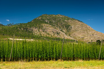 Waboomskraal in the Outeniqua Mountains Hops farms and fynbos, floral kingdom in South Africa.