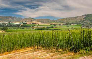 Fototapeta premium Waboomskraal in the Outeniqua Mountains Hops farms and fynbos, floral kingdom in South Africa.