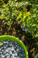 Blueberry bush with large berries in the garden on a sunny day