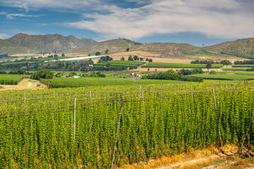 Fototapeta premium Waboomskraal in the Outeniqua Mountains Hops farms and fynbos, floral kingdom in South Africa.