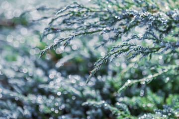 Fototapeta premium Texture, background of blue branches of coniferous evergreen juniper with rain drops. Bokeh with light reflection