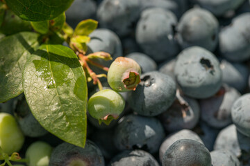 Blueberry bush with large berries in the garden on a sunny day