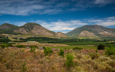 Waboomskraal in the Outeniqua Mountains Hops farms and fynbos, floral kingdom in South Africa.