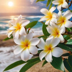 Obraz premium plumeria flowers on the beach. frangipani flower on the beach. frangipani flowers on the beach. close up of flower. flower in beach. golden hour photography.