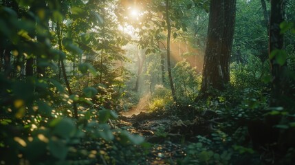 Obraz premium Sunbeams in verdant forest. Enchanting atmosphere highlighting nature's splendor
