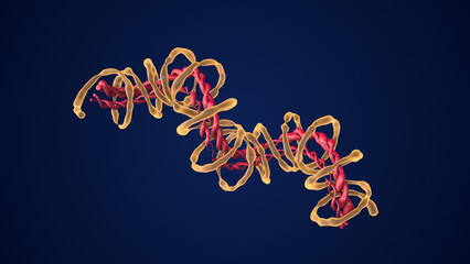 Medical concept of the Protein strand